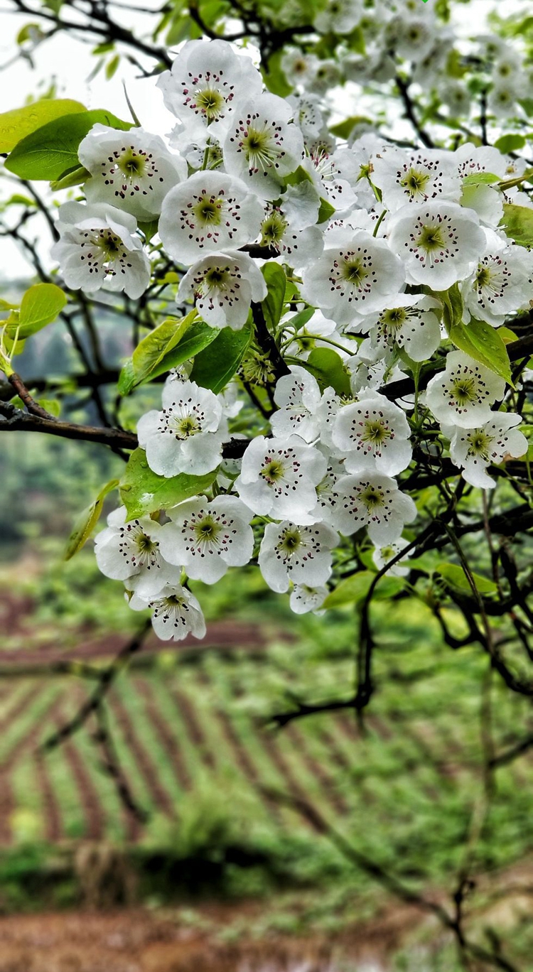 在我看来,温柔的梨花,是三月最美的风景.