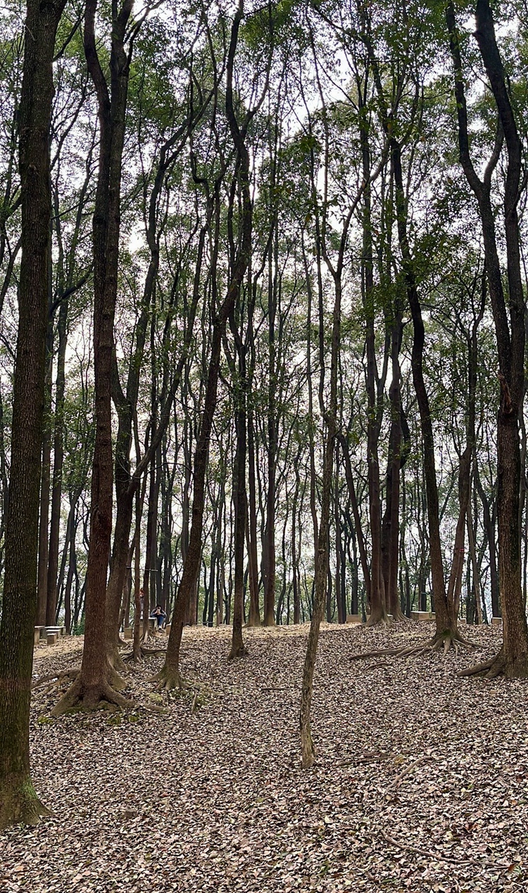 7 香樟林（一棵树 老君洞之间）