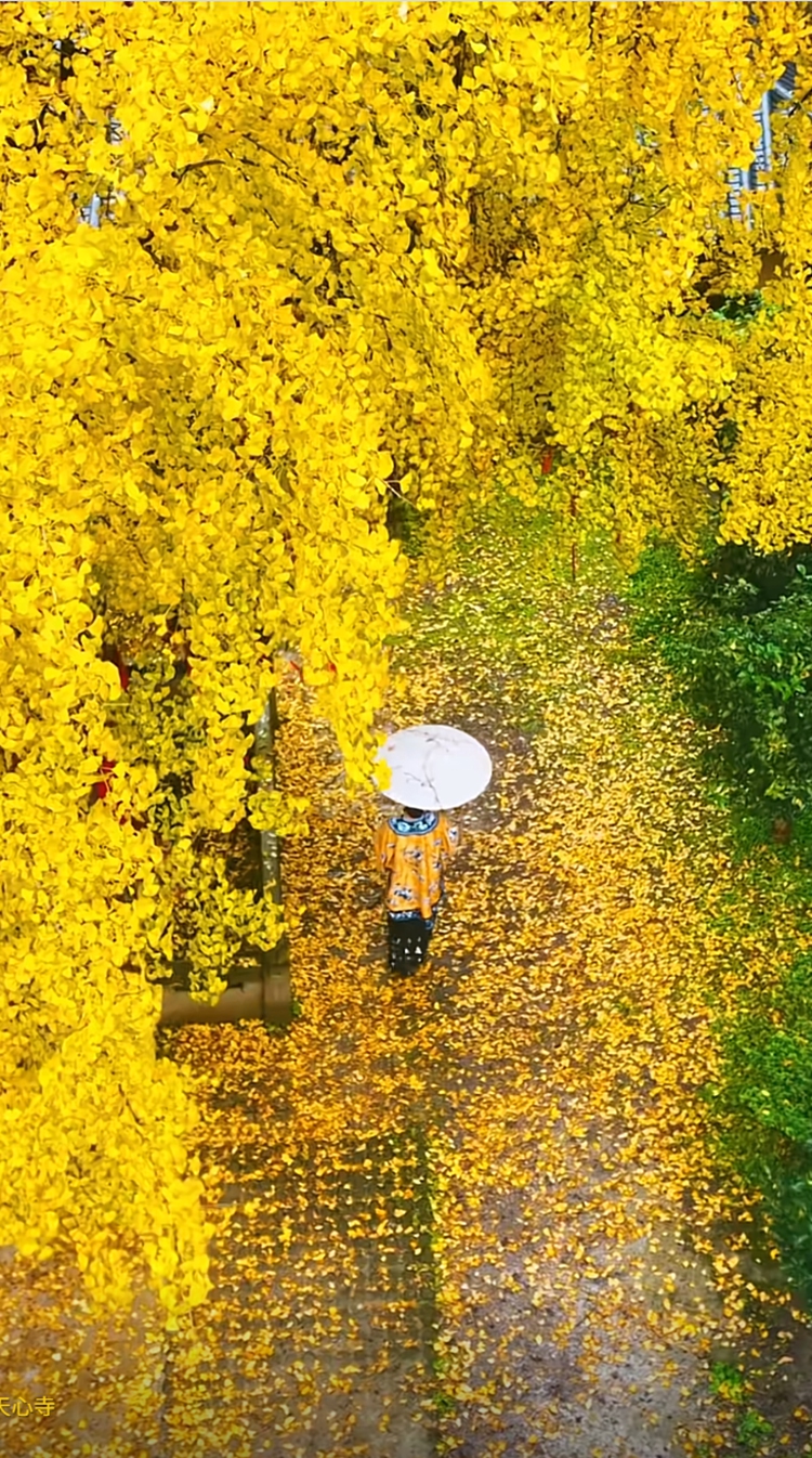 wechat_2025-11-18_165915_161 wechat_2025-11-18_165915_161