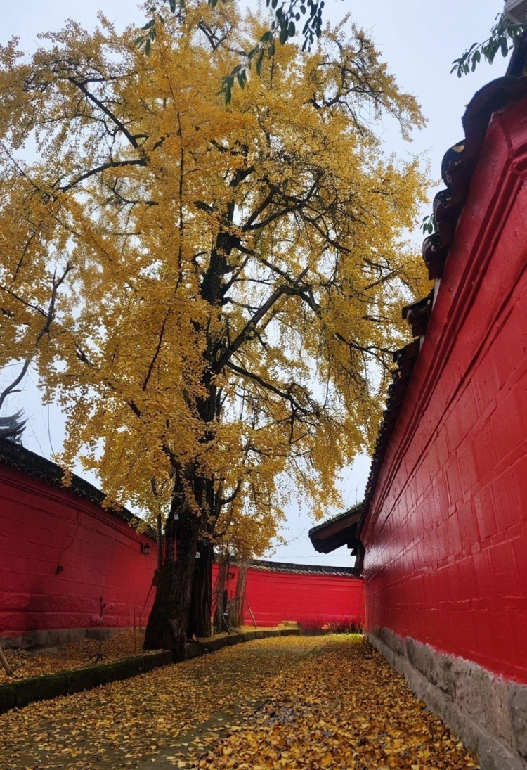 midjourney-editor-1764073475950 midjourney-editor-1764073475950