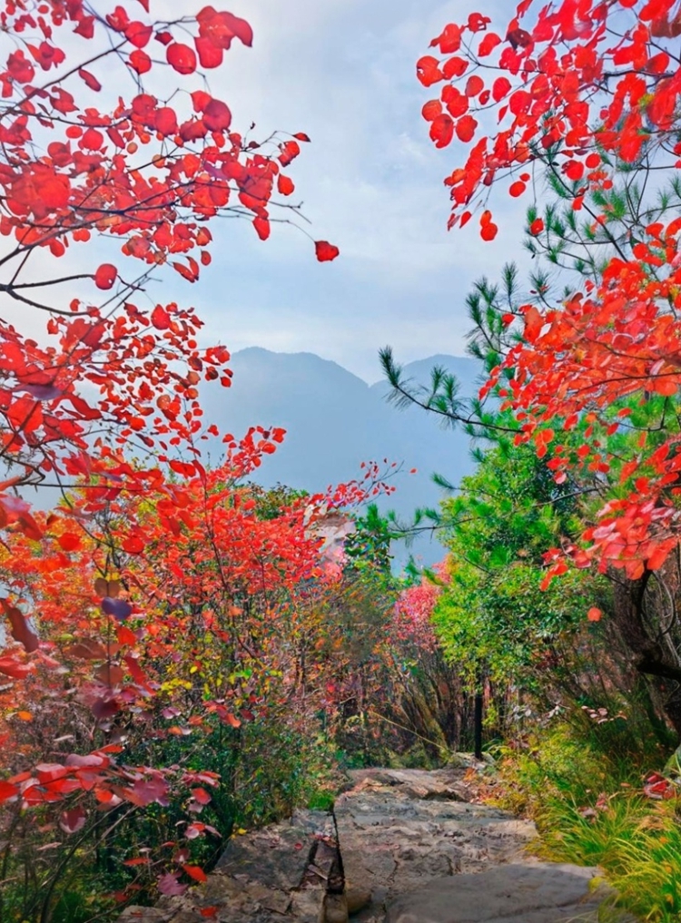 midjourney-editor-1764592230364